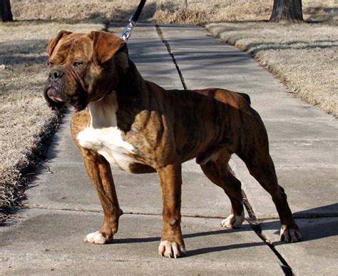 hermes bulldogge|hermes olde english bulldogge breeders.